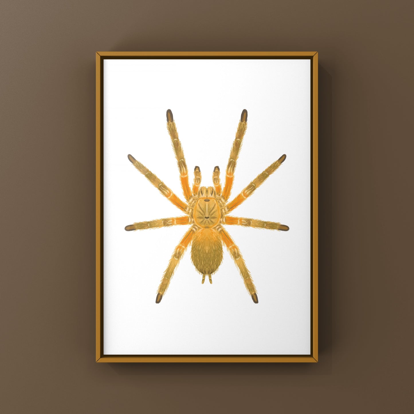 Thailand Orangesickle Tarantula art print by The Silk Ranch showing detailed illustration of Chilobrachys sp. Orangesickle tarantula.