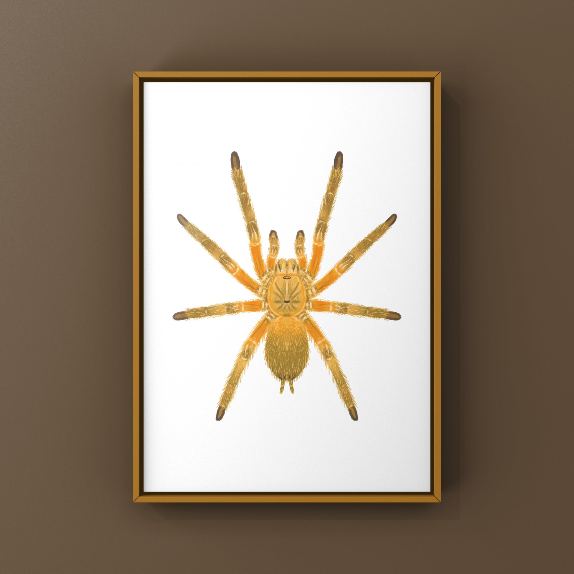 Thailand Orangesickle Tarantula art print by The Silk Ranch showing detailed illustration of Chilobrachys sp. Orangesickle tarantula.