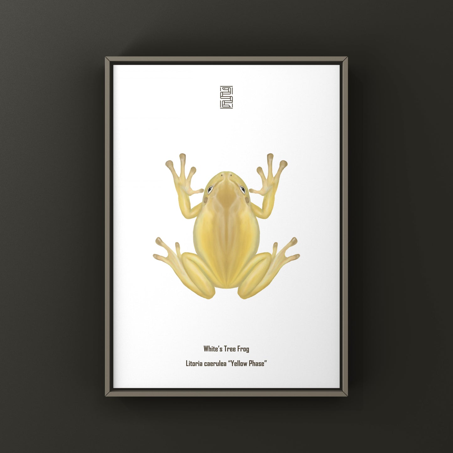 Yellow Phase White’s Tree Frog Art Print (Ranoidea caerulea) from The Silk Ranch