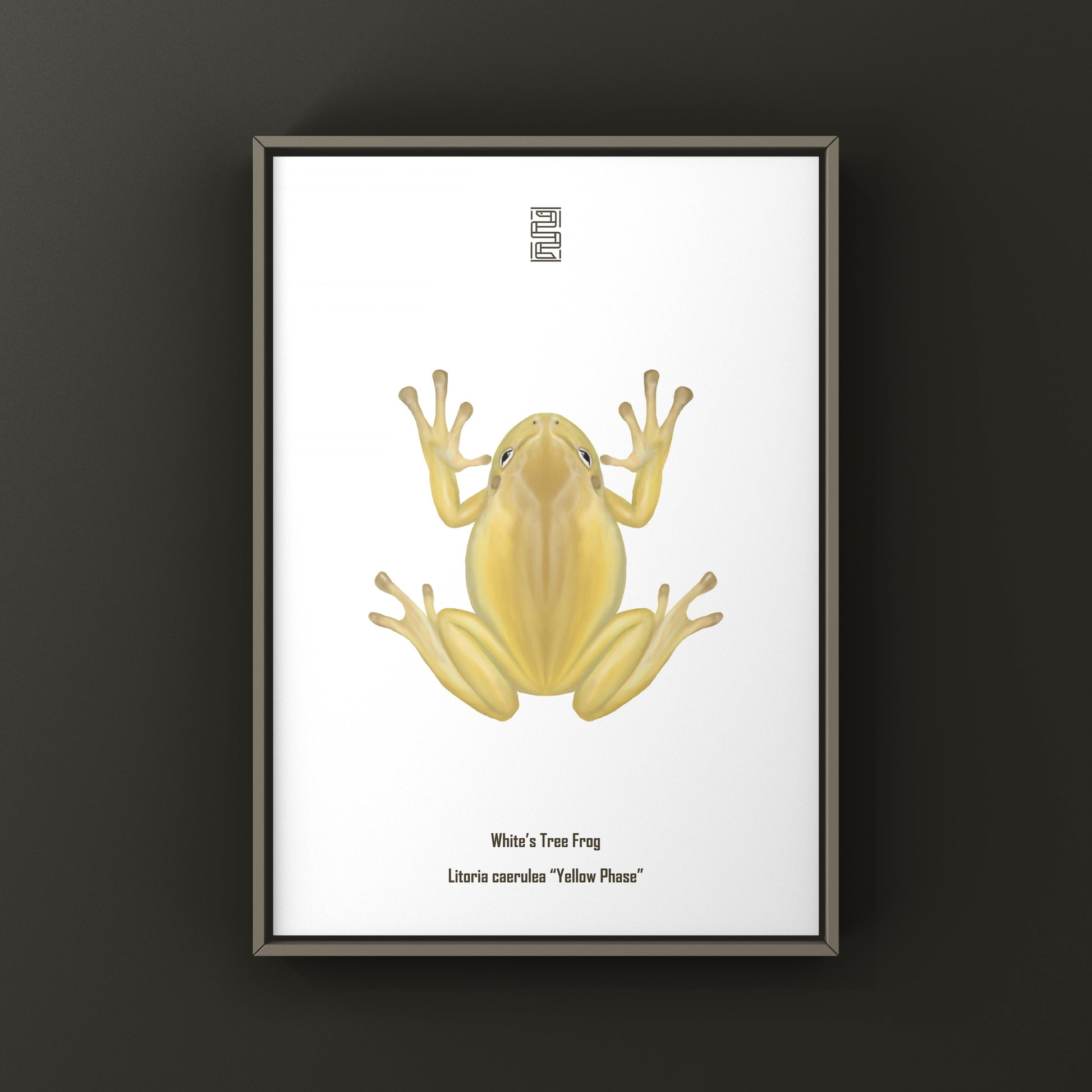 Yellow Phase White’s Tree Frog Art Print (Ranoidea caerulea) from The Silk Ranch