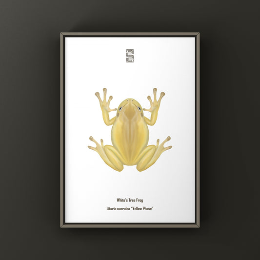 Yellow Phase White’s Tree Frog Art Print (Ranoidea caerulea) from The Silk Ranch