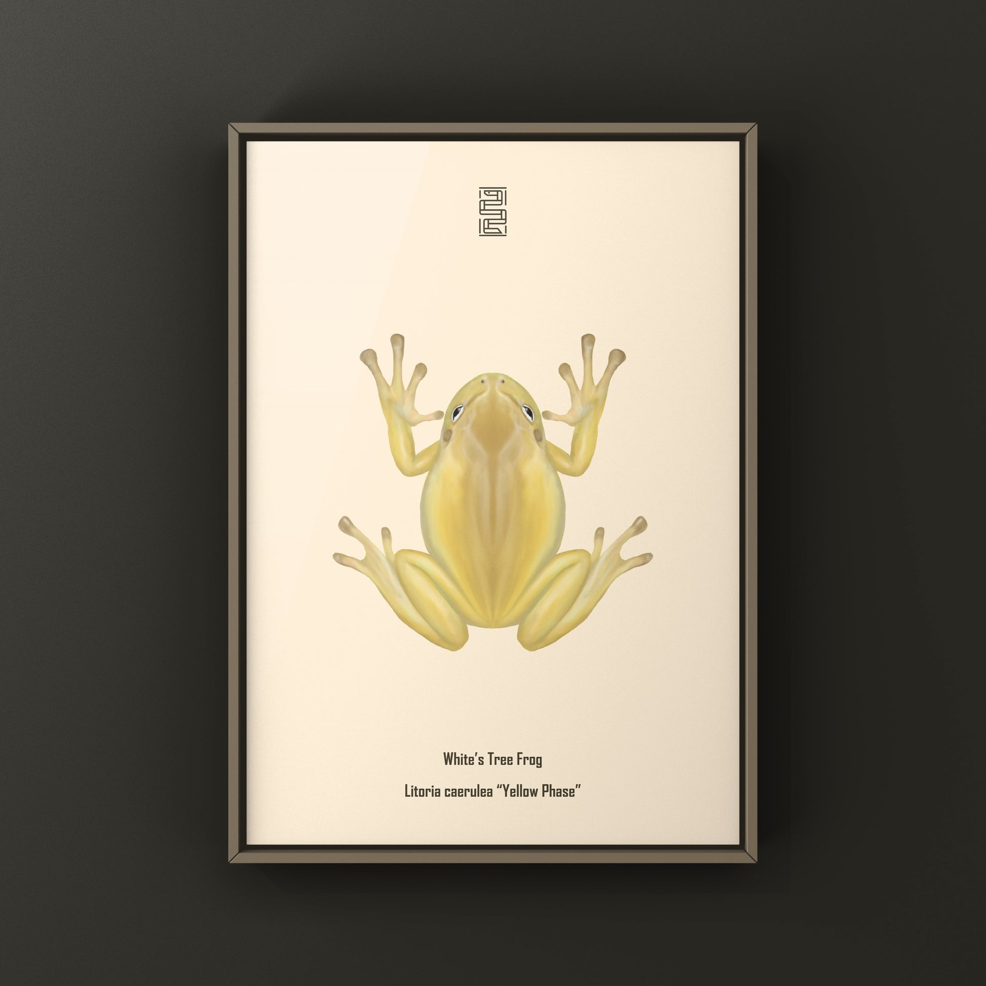Yellow Phase White’s Tree Frog Art Print (Ranoidea caerulea) from The Silk Ranch
