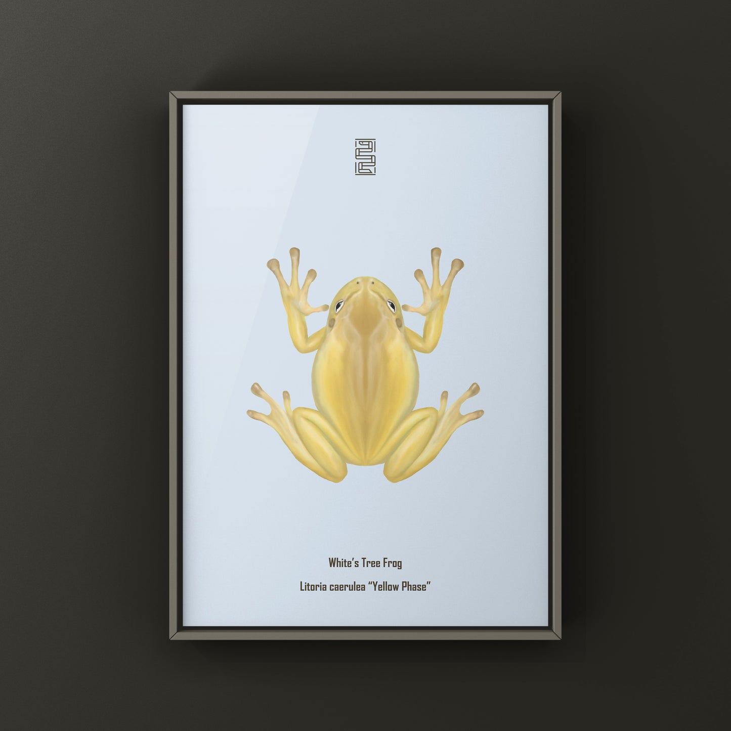 Yellow Phase White’s Tree Frog Art Print (Ranoidea caerulea) from The Silk Ranch