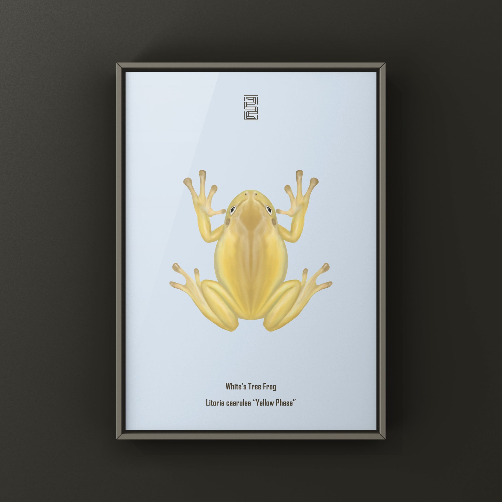 Yellow Phase White’s Tree Frog Art Print (Ranoidea caerulea) from The Silk Ranch