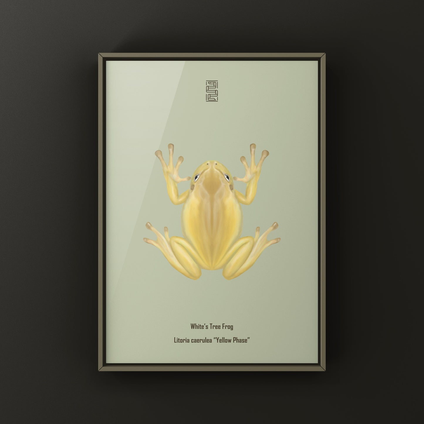 Yellow Phase White’s Tree Frog Art Print (Ranoidea caerulea) from The Silk Ranch