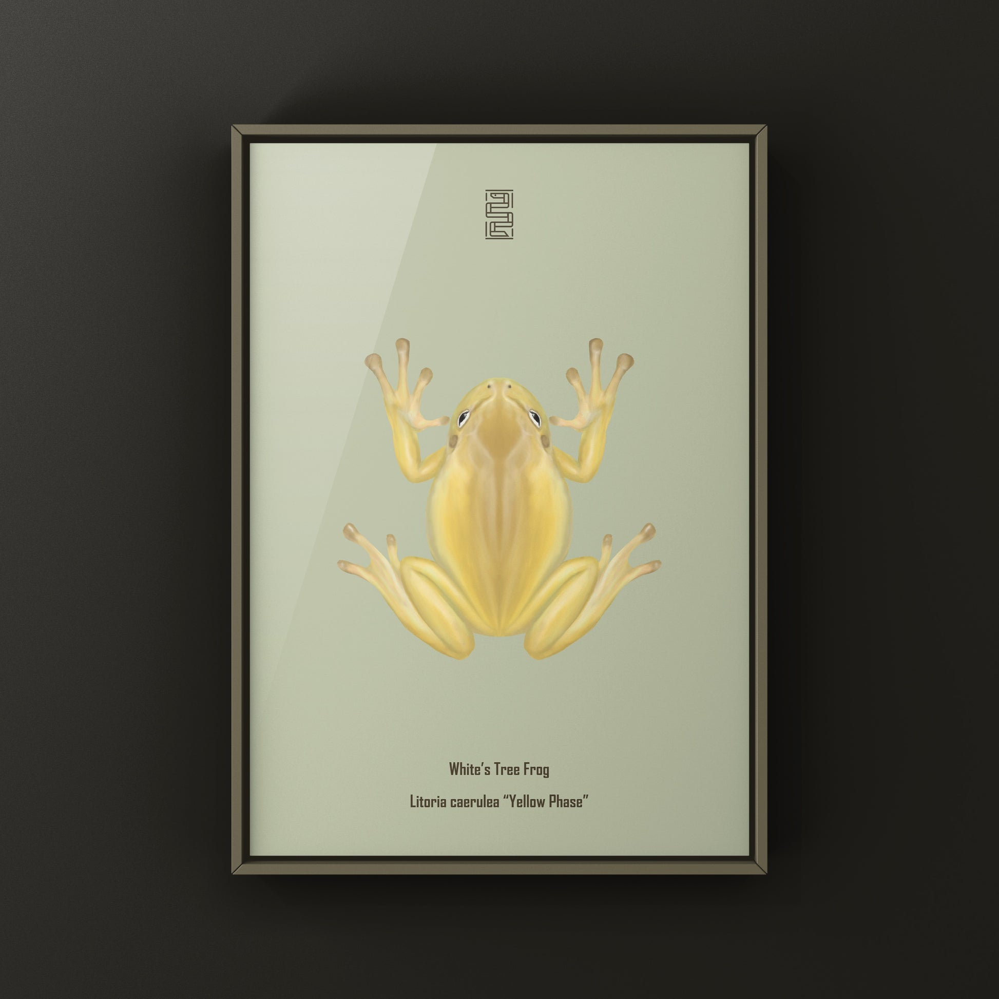 Yellow Phase White’s Tree Frog Art Print (Ranoidea caerulea) from The Silk Ranch