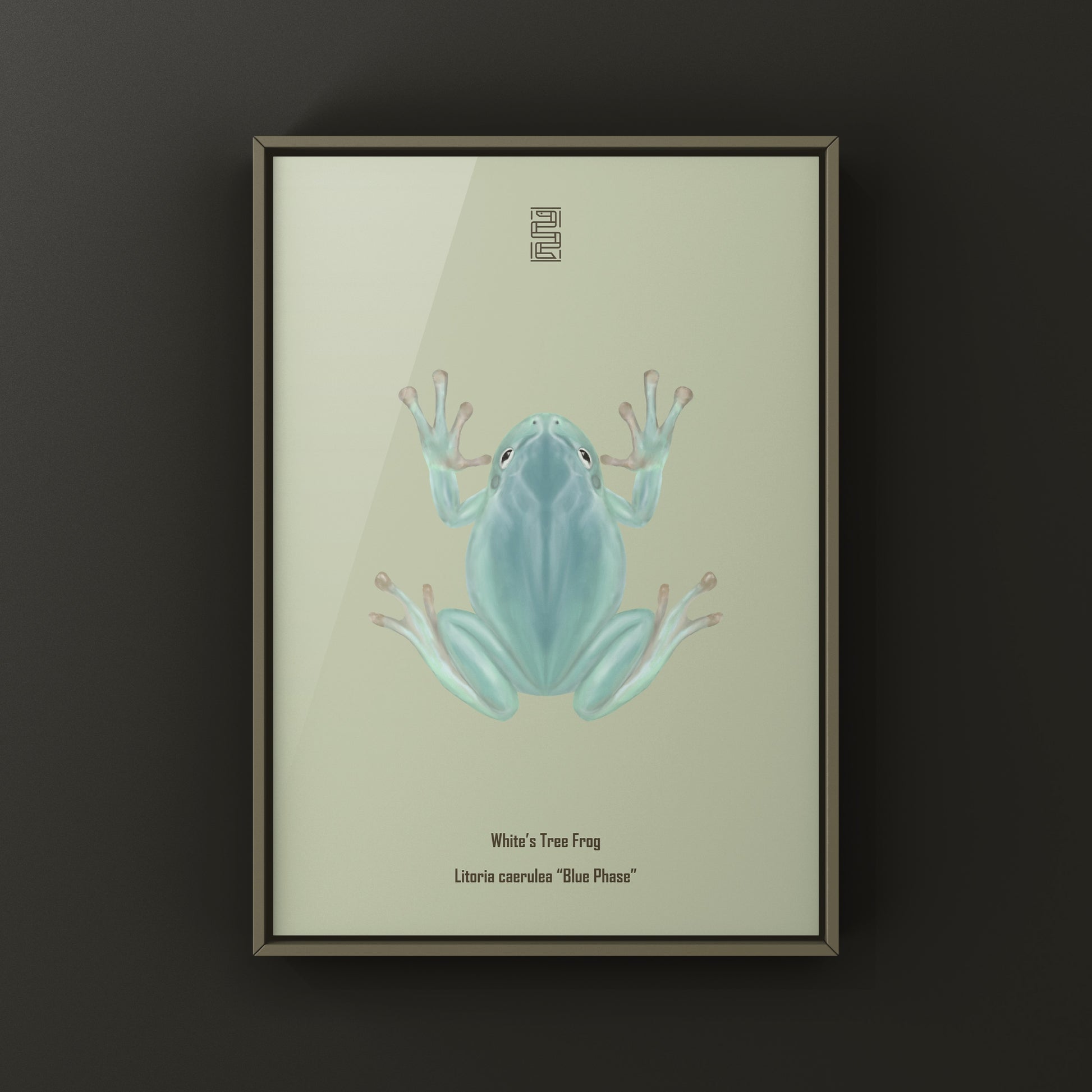 Blue Phase White’s Tree Frog Art Print (Ranoidea caerulea) from The Silk Ranch