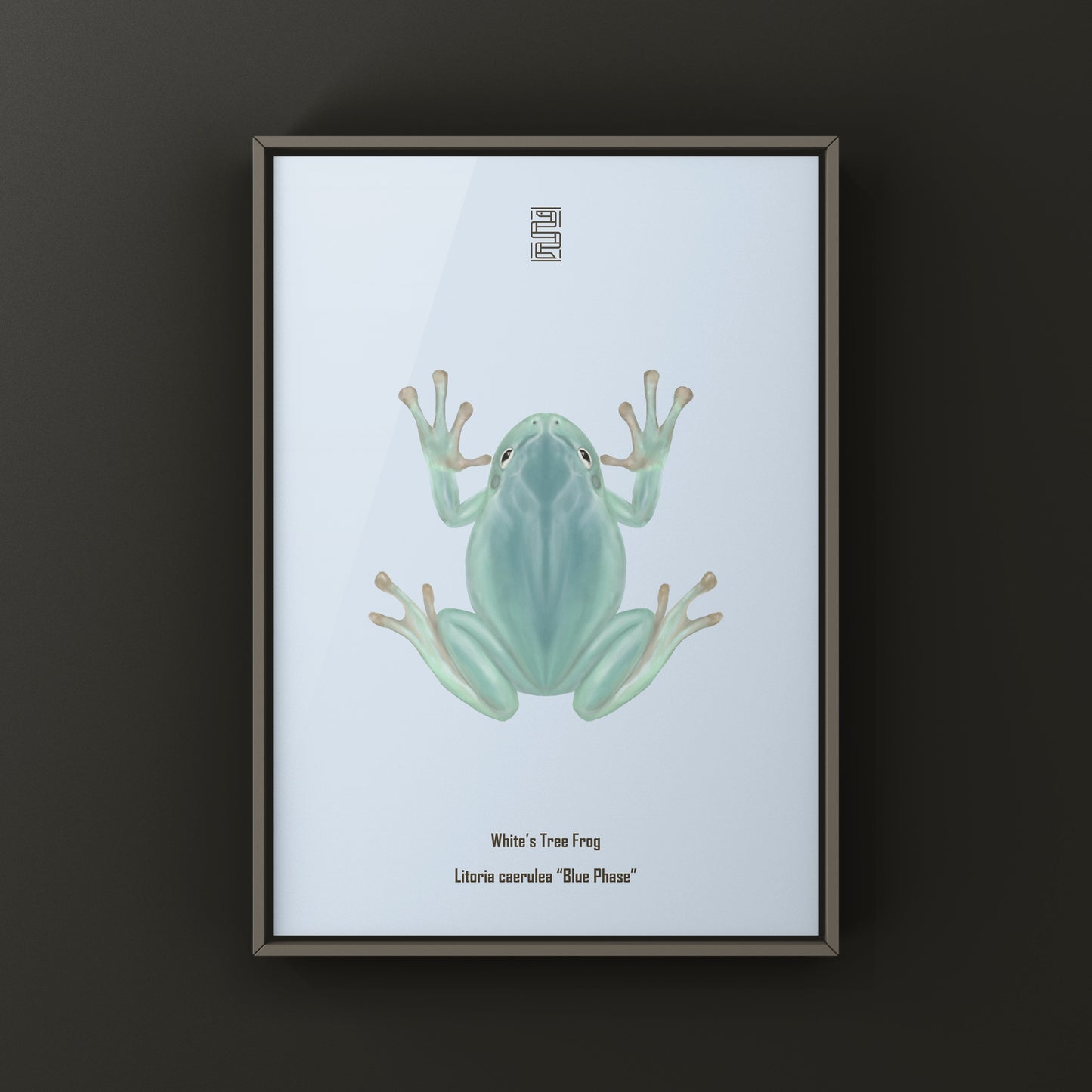 Blue Phase White’s Tree Frog Art Print (Ranoidea caerulea) from The Silk Ranch