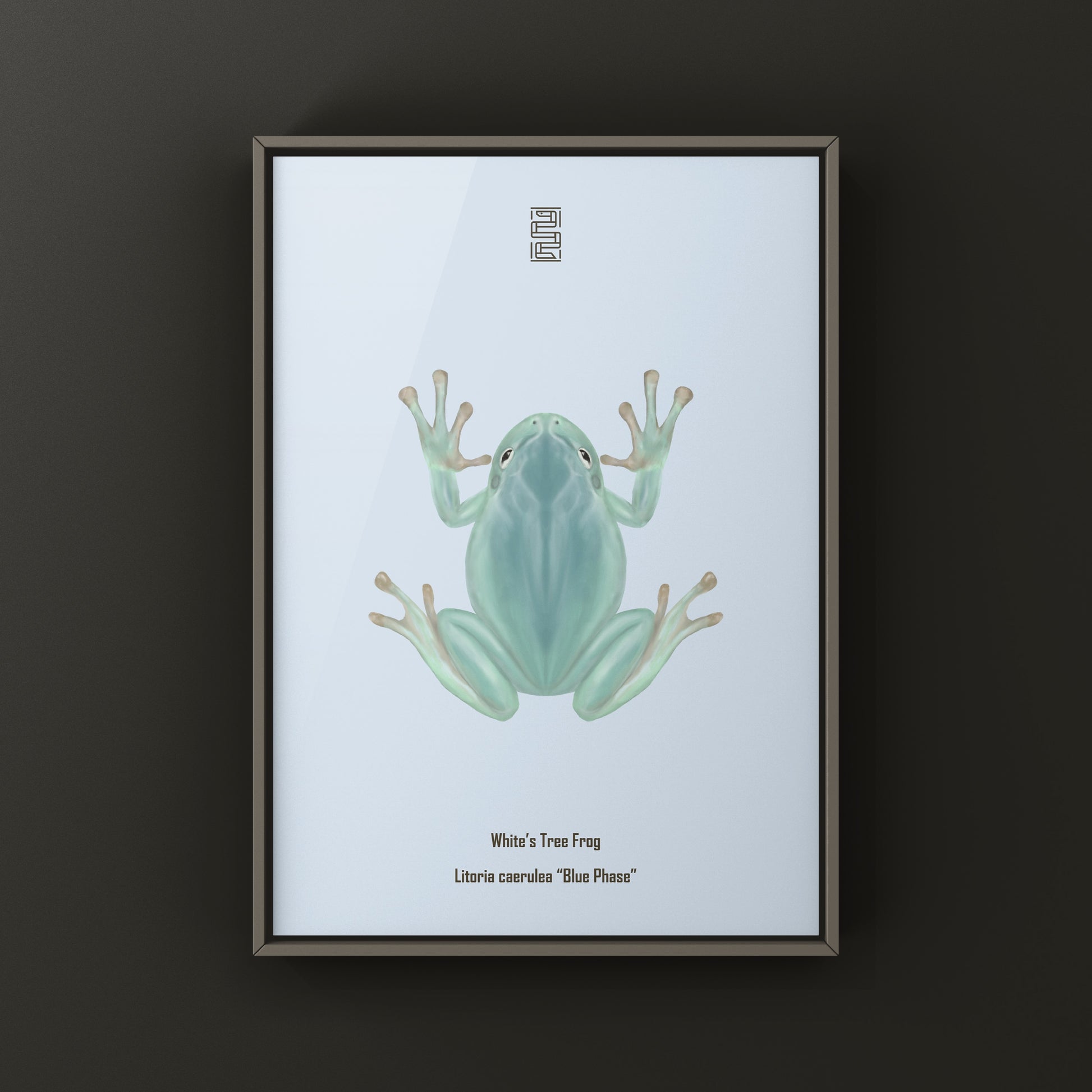 Blue Phase White’s Tree Frog Art Print (Ranoidea caerulea) from The Silk Ranch