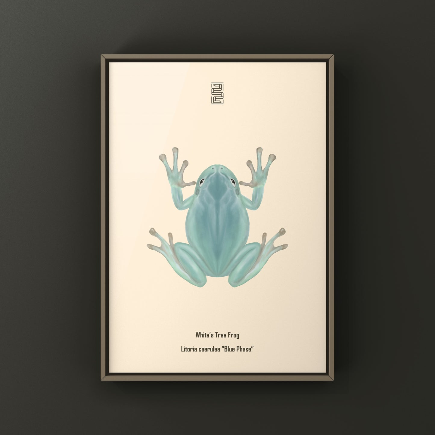 Blue Phase White’s Tree Frog Art Print (Ranoidea caerulea) from The Silk Ranch