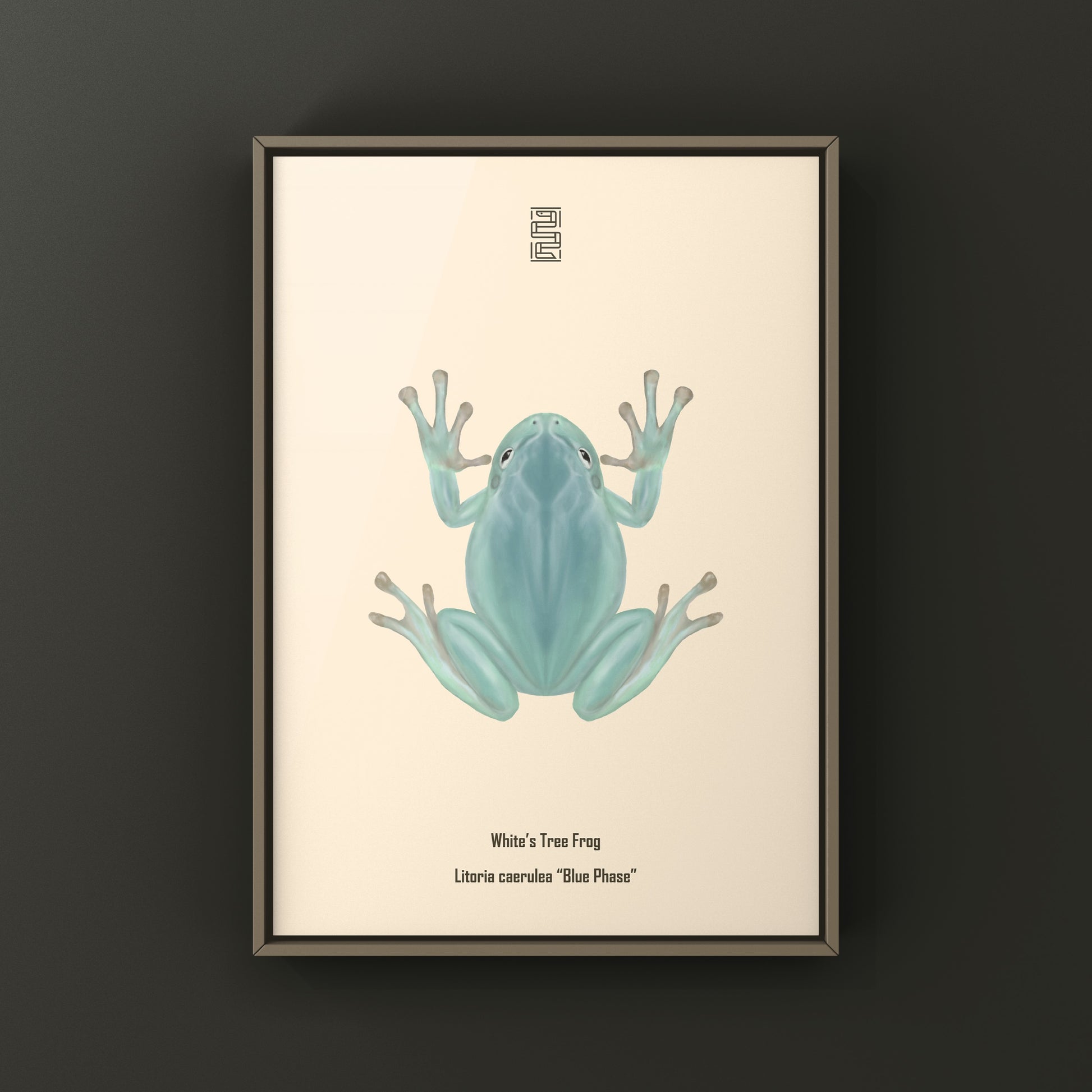 Blue Phase White’s Tree Frog Art Print (Ranoidea caerulea) from The Silk Ranch
