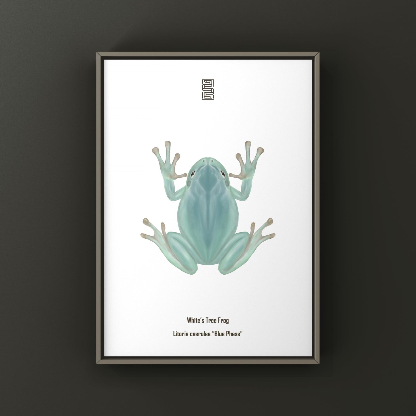 Blue Phase White’s Tree Frog Art Print (Ranoidea caerulea) from The Silk Ranch