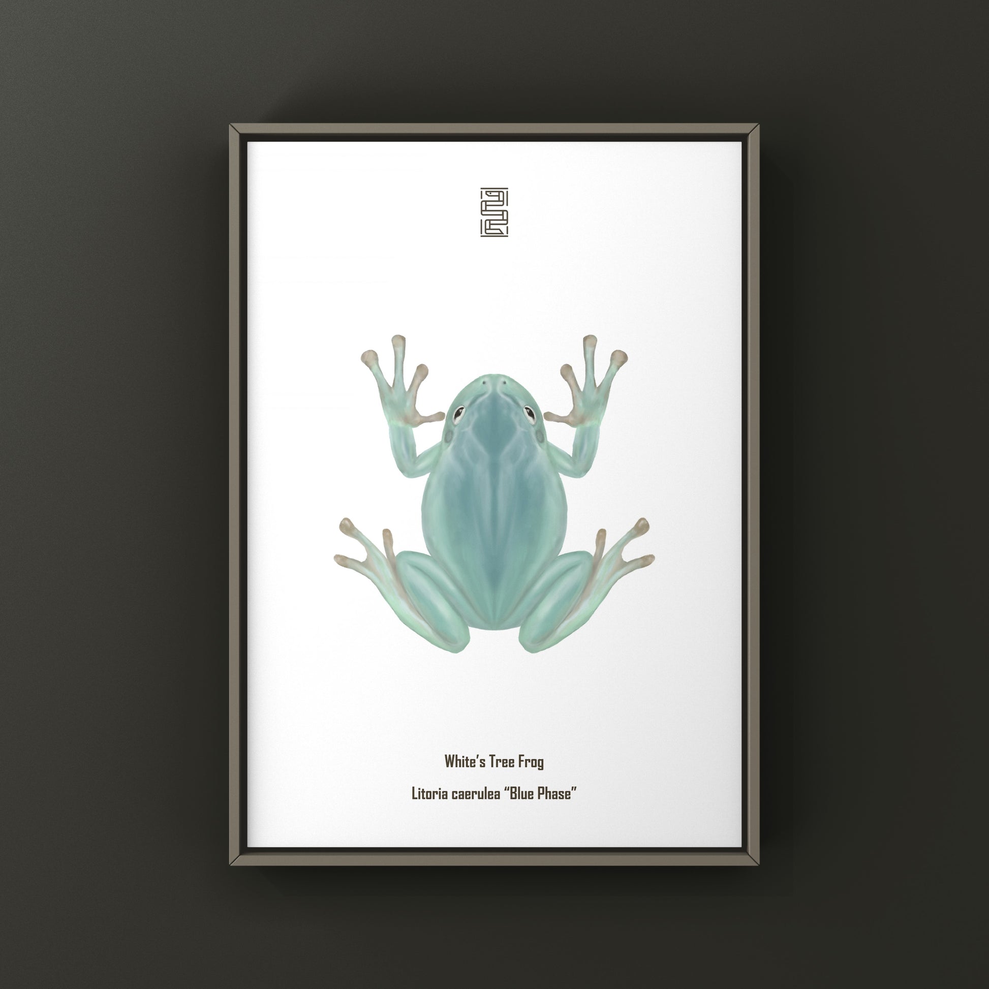 Blue Phase White’s Tree Frog Art Print (Ranoidea caerulea) from The Silk Ranch