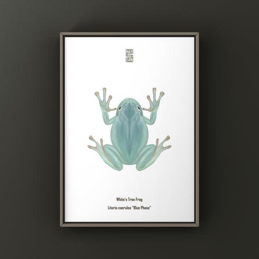 Blue Phase White’s Tree Frog Art Print (Ranoidea caerulea) from The Silk Ranch