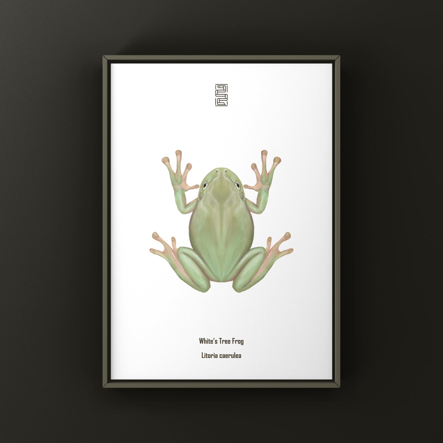 White’s Tree Frog Art Print (Ranoidea caerulea) from The Silk Ranch
