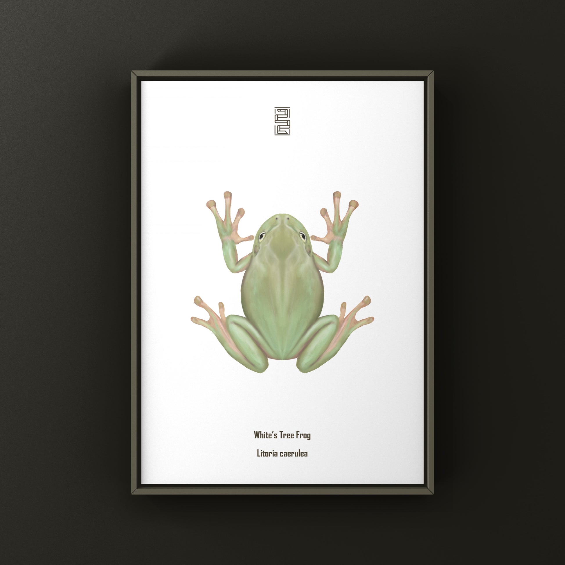 White’s Tree Frog Art Print (Ranoidea caerulea) from The Silk Ranch