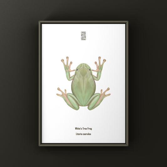 White’s Tree Frog Art Print (Ranoidea caerulea) from The Silk Ranch