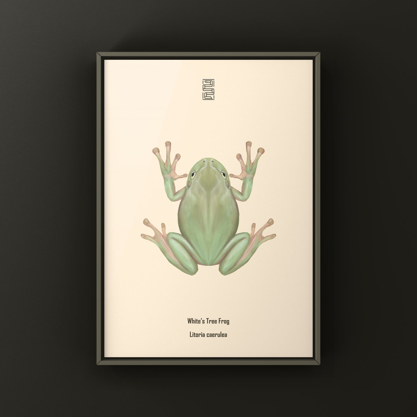White’s Tree Frog Art Print (Ranoidea caerulea) from The Silk Ranch