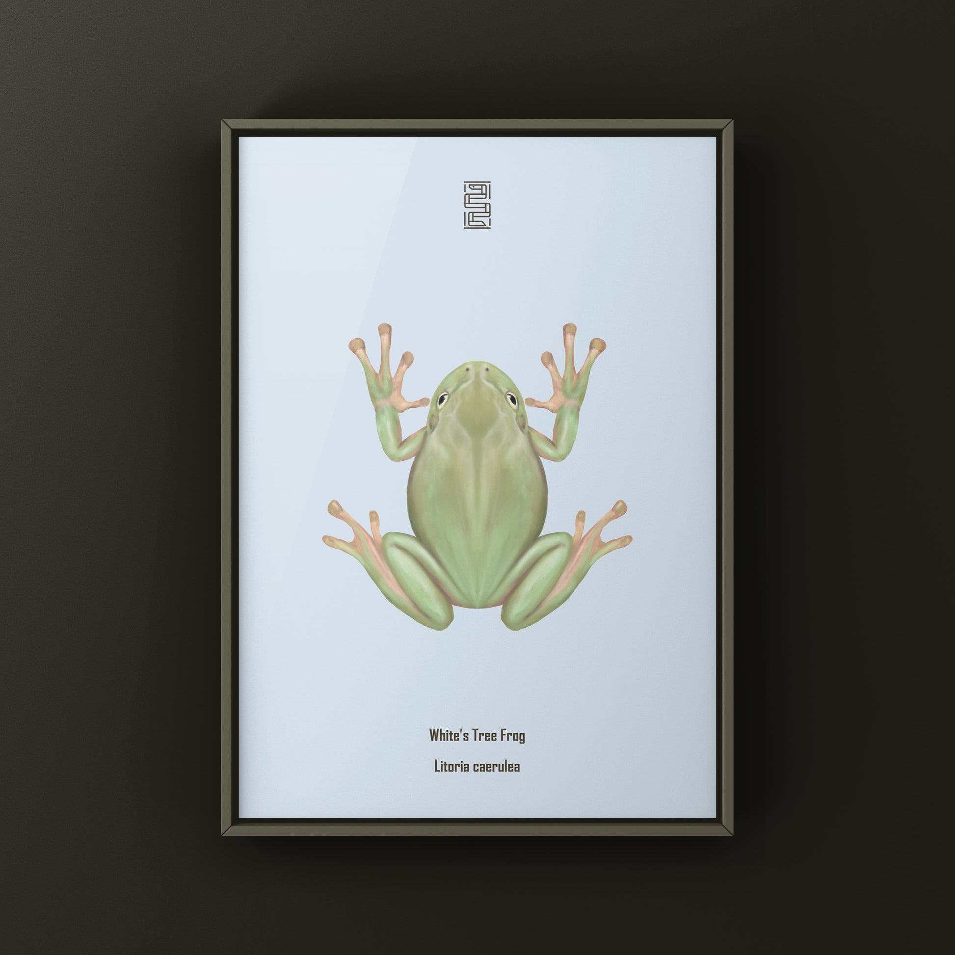 White’s Tree Frog Art Print (Ranoidea caerulea) from The Silk Ranch