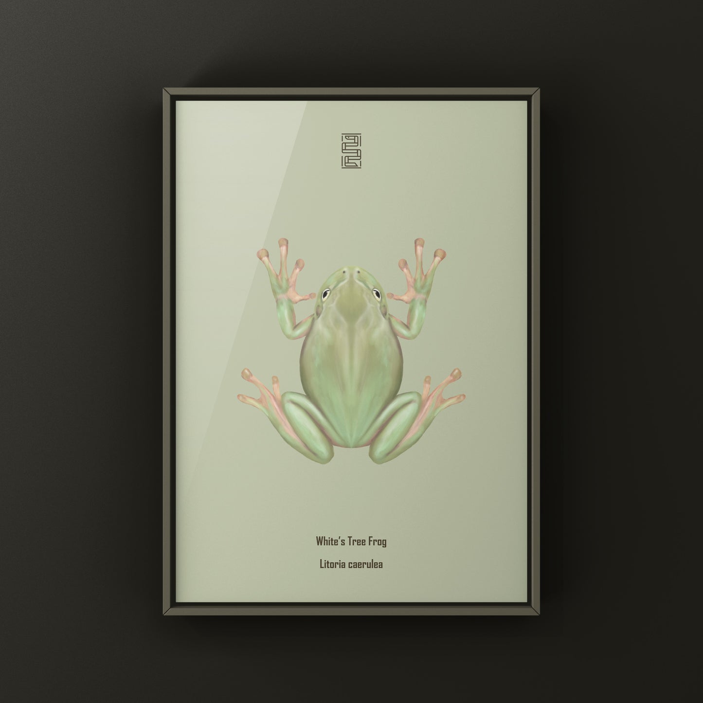 White’s Tree Frog Art Print (Ranoidea caerulea) from The Silk Ranch