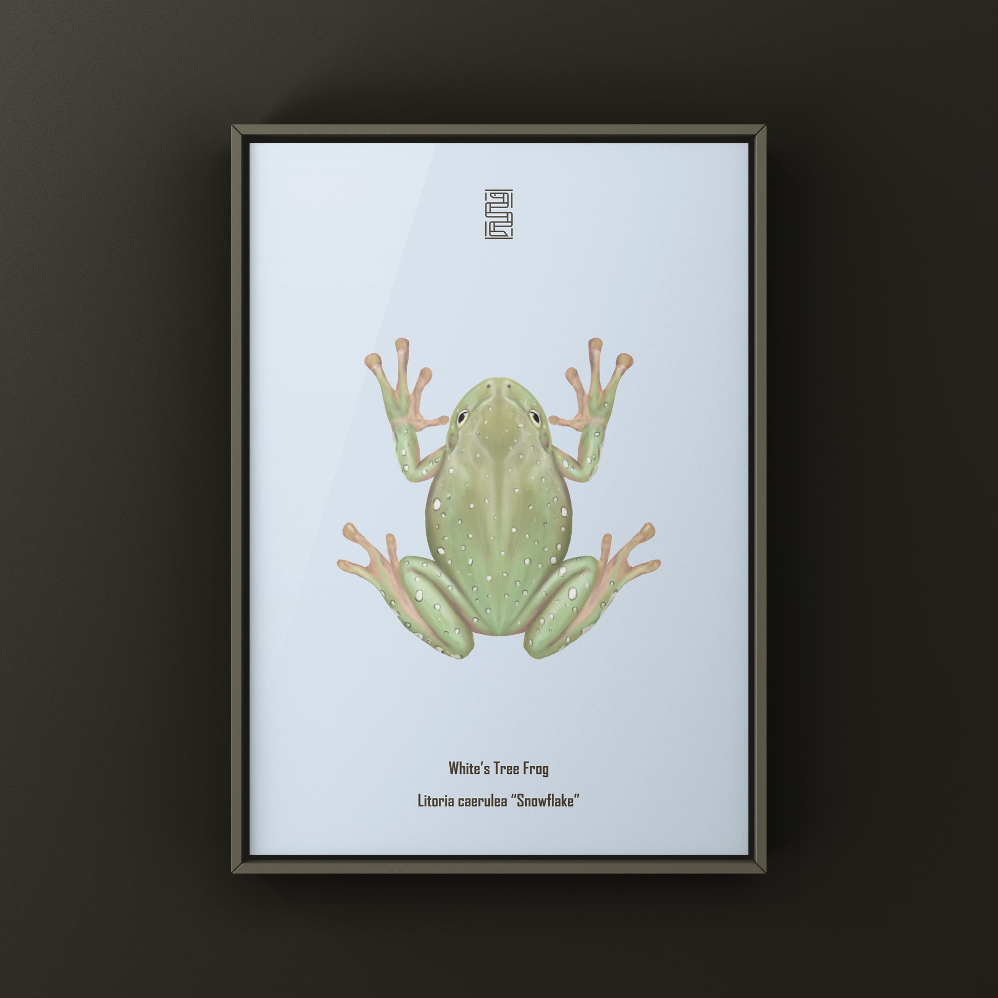 Snowflake White’s Tree Frog Art Print (Ranoidea caerulea) from The Silk Ranch