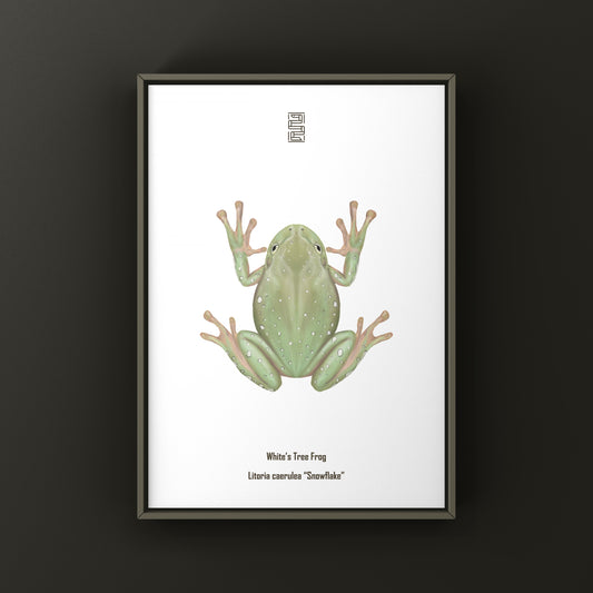 Snowflake White’s Tree Frog Art Print (Ranoidea caerulea) from The Silk Ranch