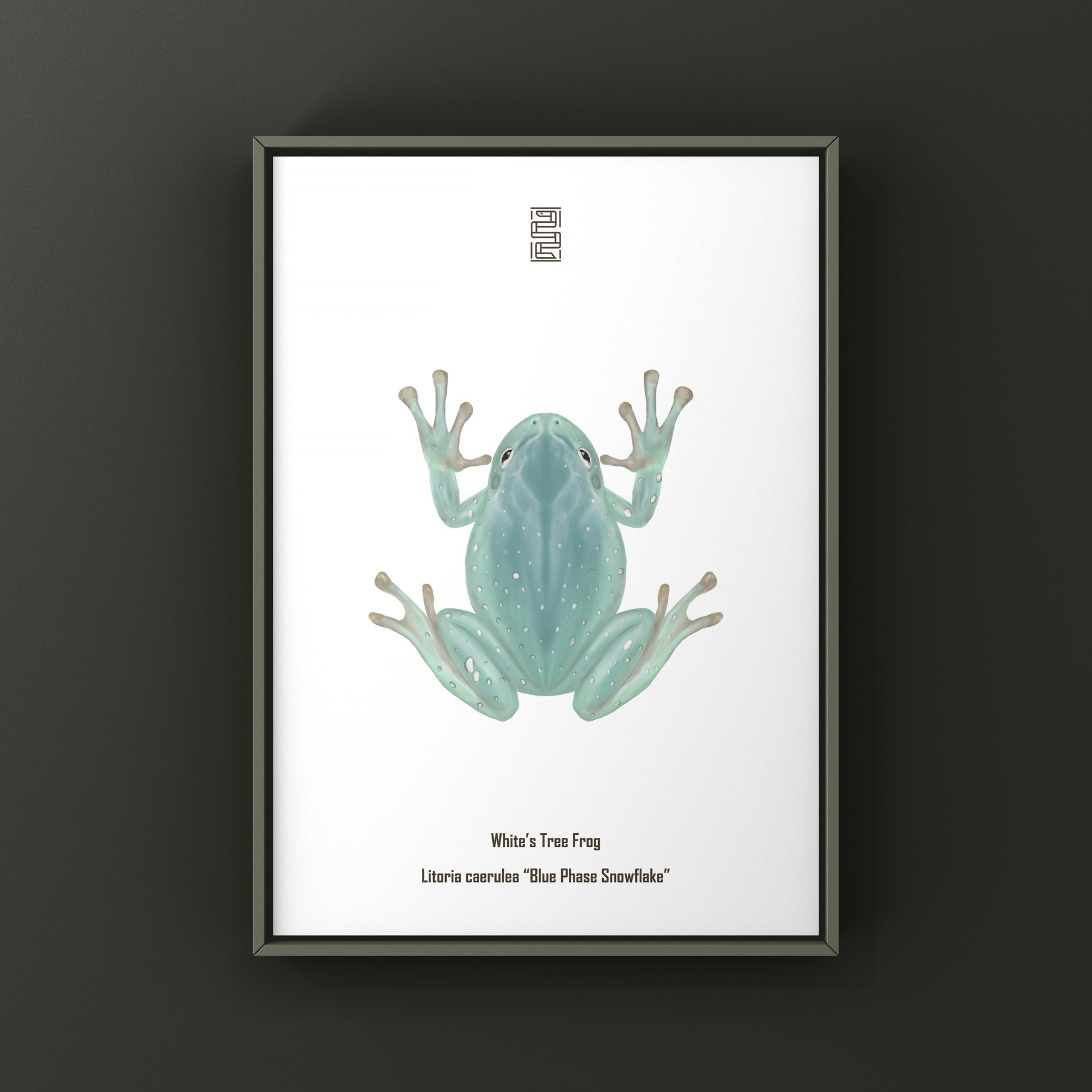 Blue Phase Snowflake White’s Tree Frog Art Print (Ranoidea caerulea) from The Silk Ranch