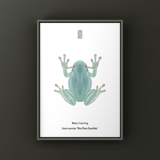 Blue Phase Snowflake White’s Tree Frog Art Print (Ranoidea caerulea) from The Silk Ranch