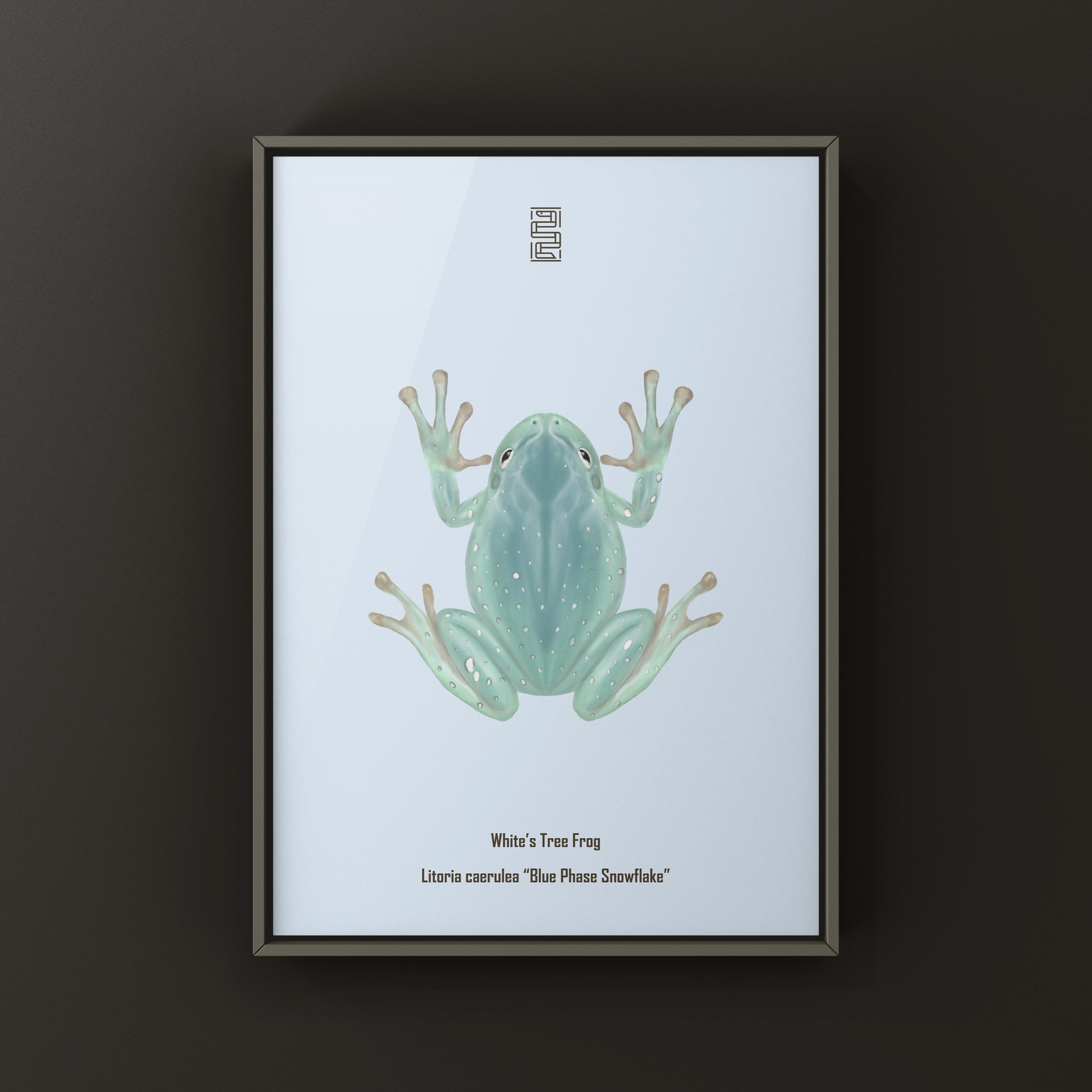 Blue Phase Snowflake White’s Tree Frog Art Print (Ranoidea caerulea) from The Silk Ranch