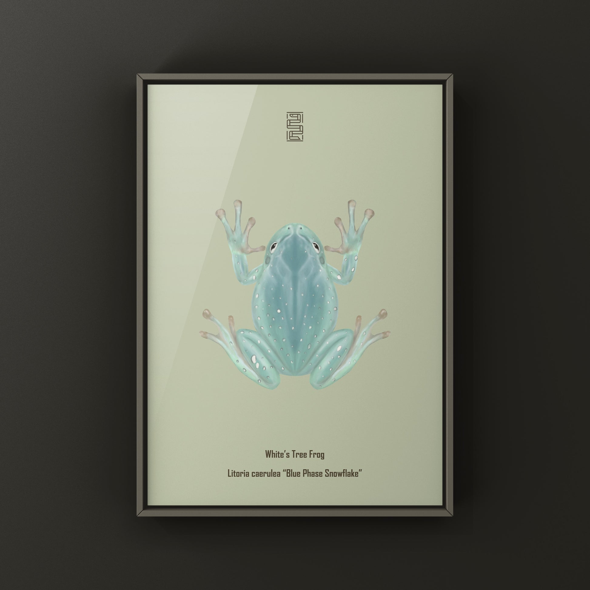 Blue Phase Snowflake White’s Tree Frog Art Print (Ranoidea caerulea) from The Silk Ranch