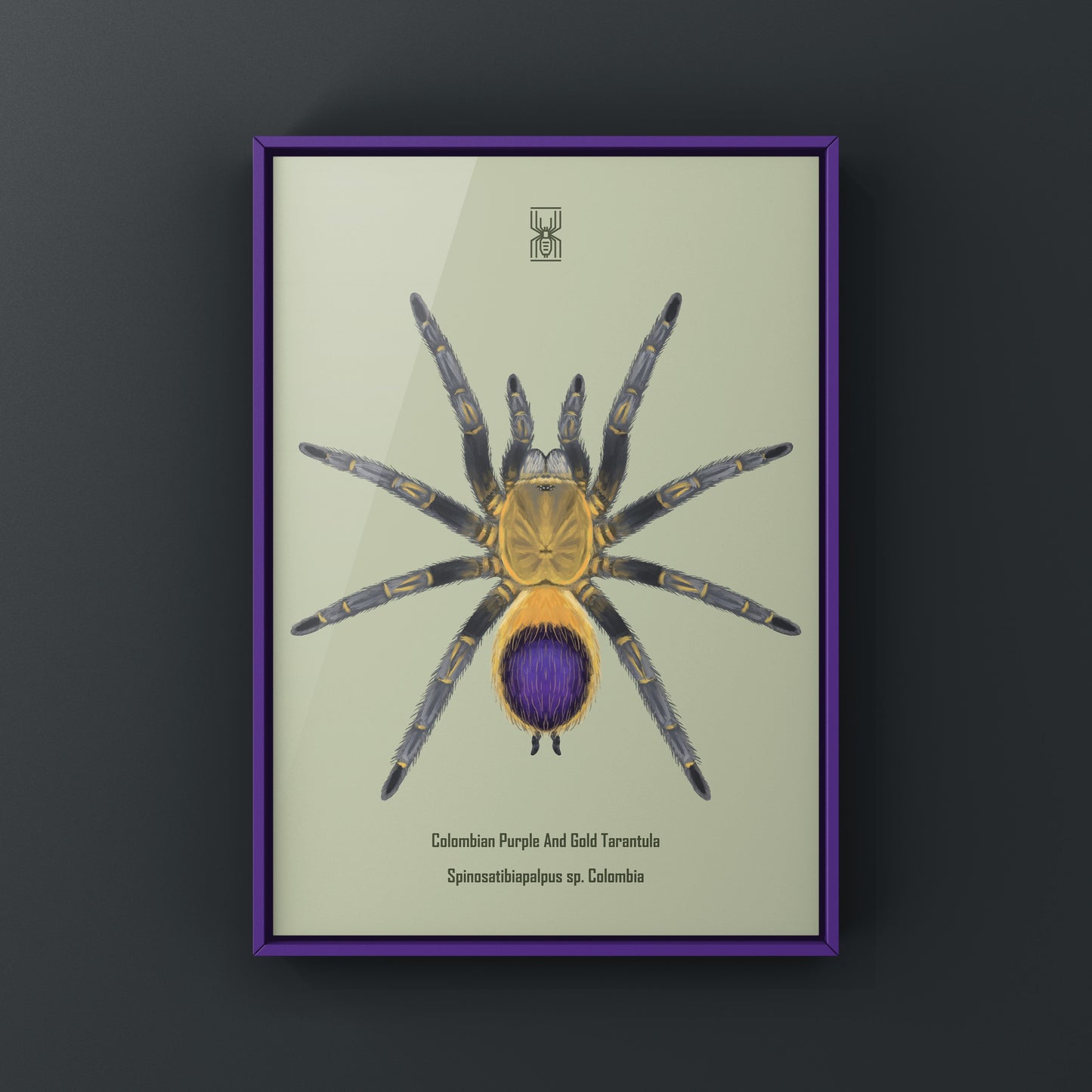 Colombian purple and gold tarantula art print featuring Spinosatibiapalpus species, displayed on a neutral background.