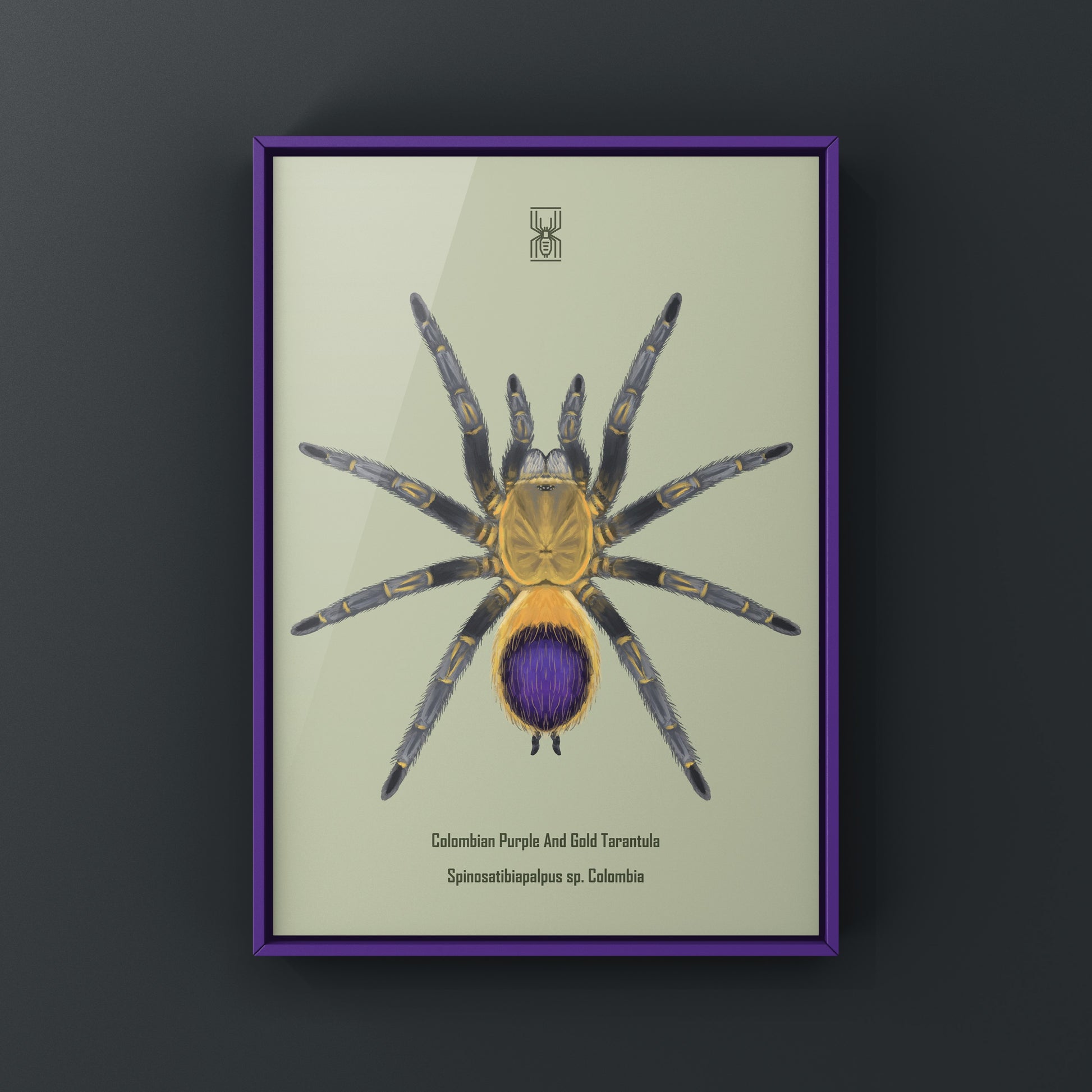 Colombian purple and gold tarantula art print featuring Spinosatibiapalpus species, displayed on a neutral background.