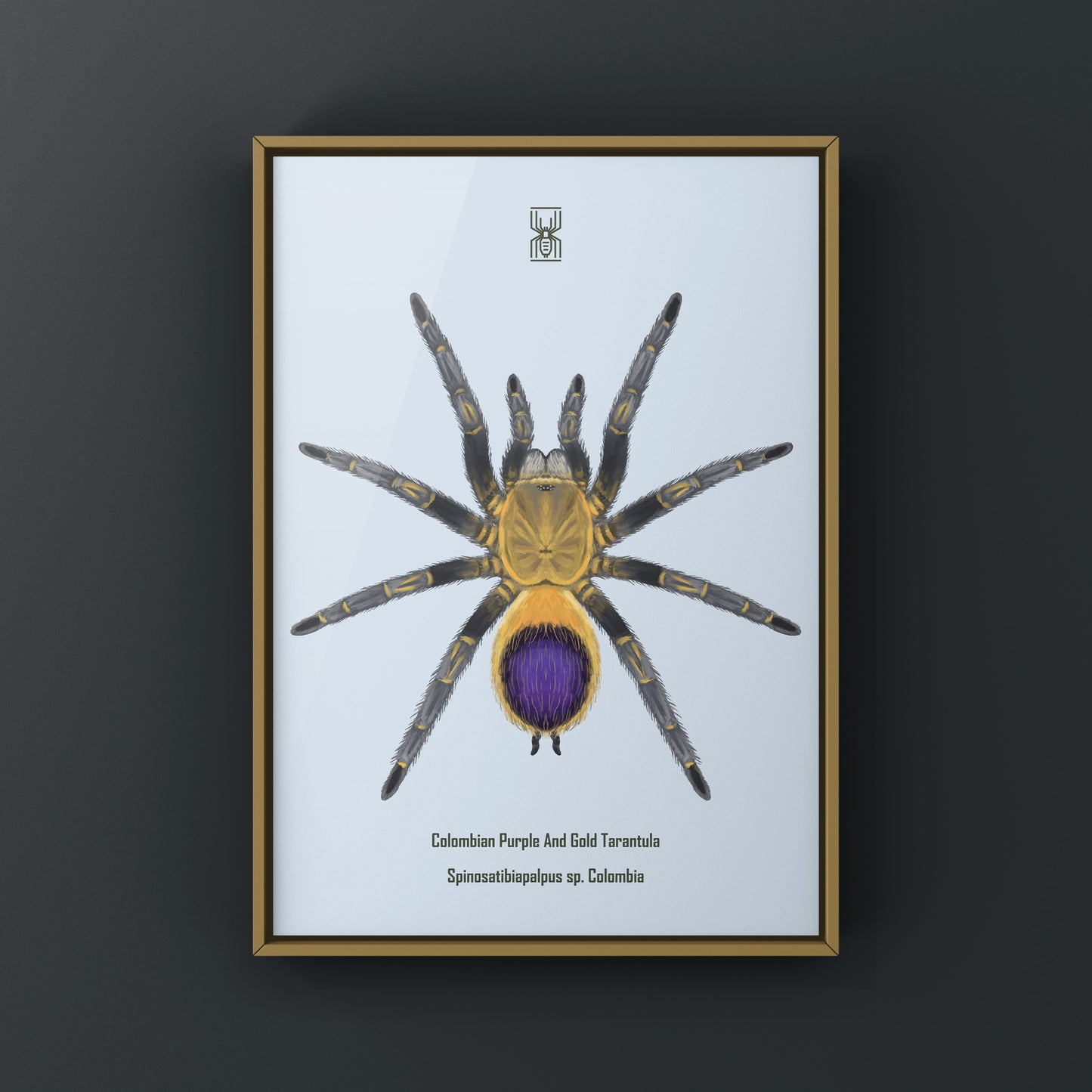 Colombian purple and gold tarantula art print by The Silk Ranch, featuring detailed imagery of Spinosatibiapalpus sp. Colombia.