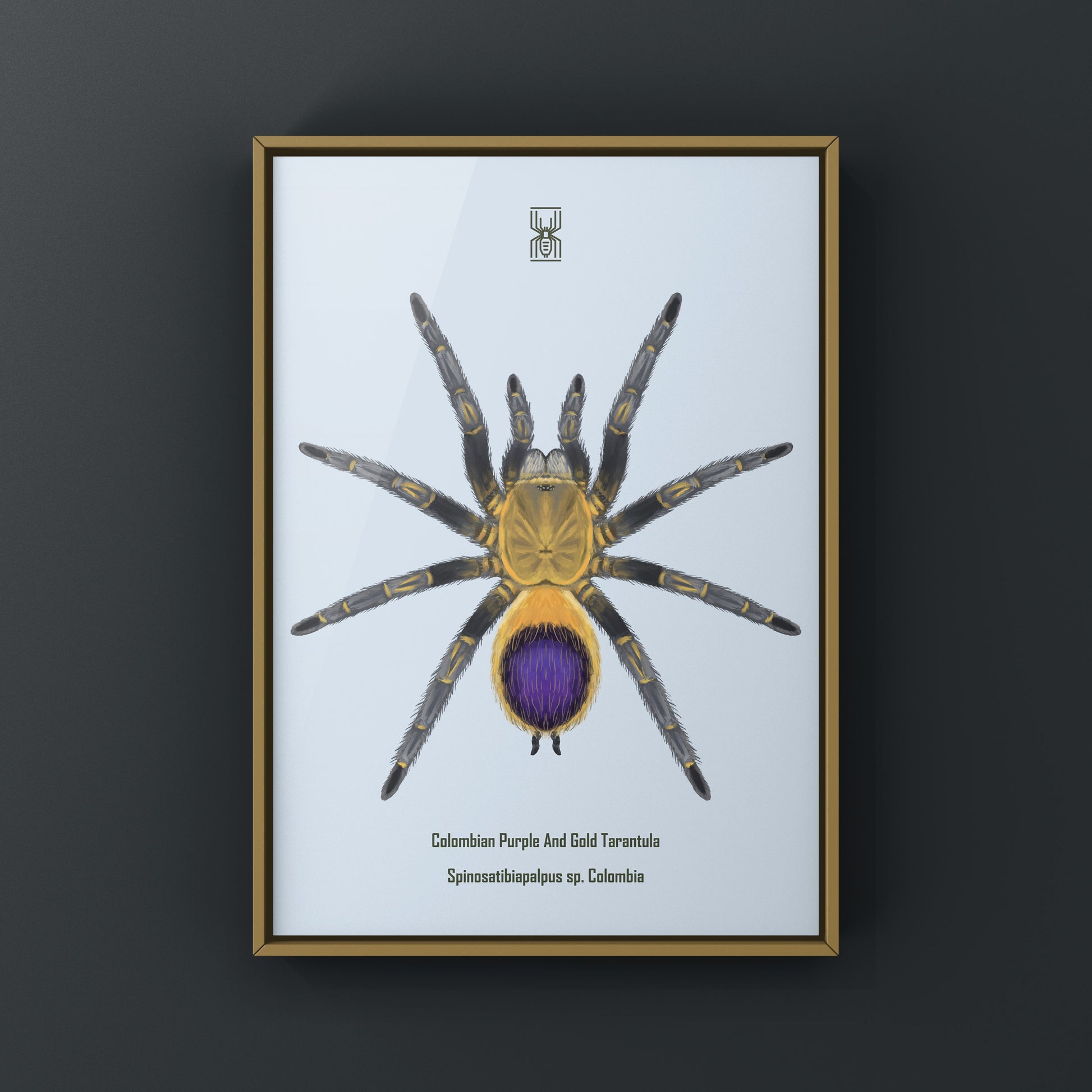 Colombian purple and gold tarantula art print by The Silk Ranch, featuring detailed imagery of Spinosatibiapalpus sp. Colombia.