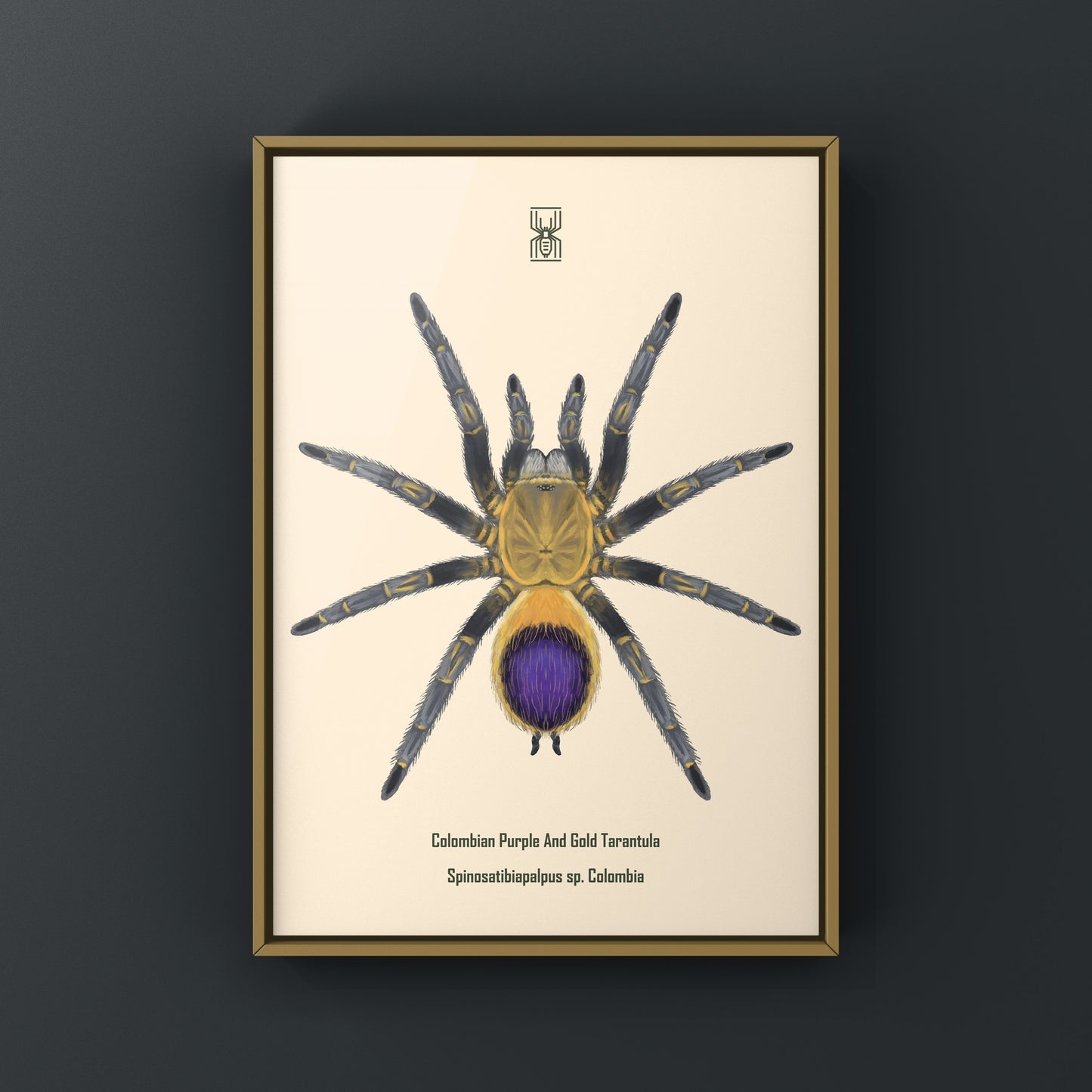 Colombian purple and gold tarantula art print featuring Spinosatibiapalpus sp. from Colombia, displayed on white background.