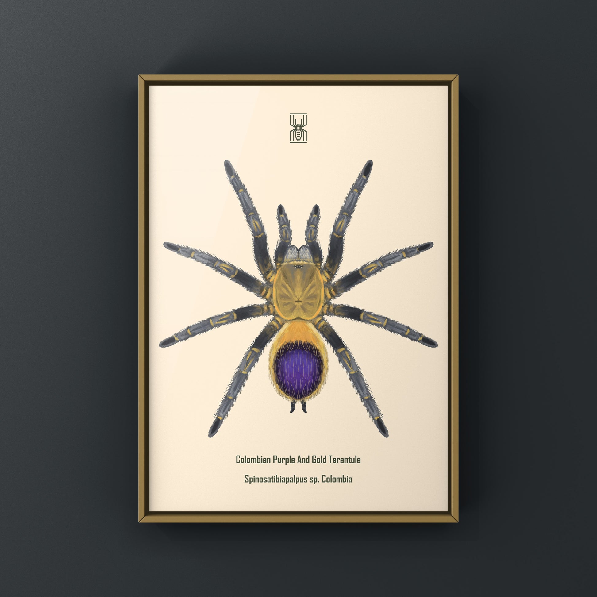 Colombian purple and gold tarantula art print featuring Spinosatibiapalpus sp. from Colombia, displayed on white background.