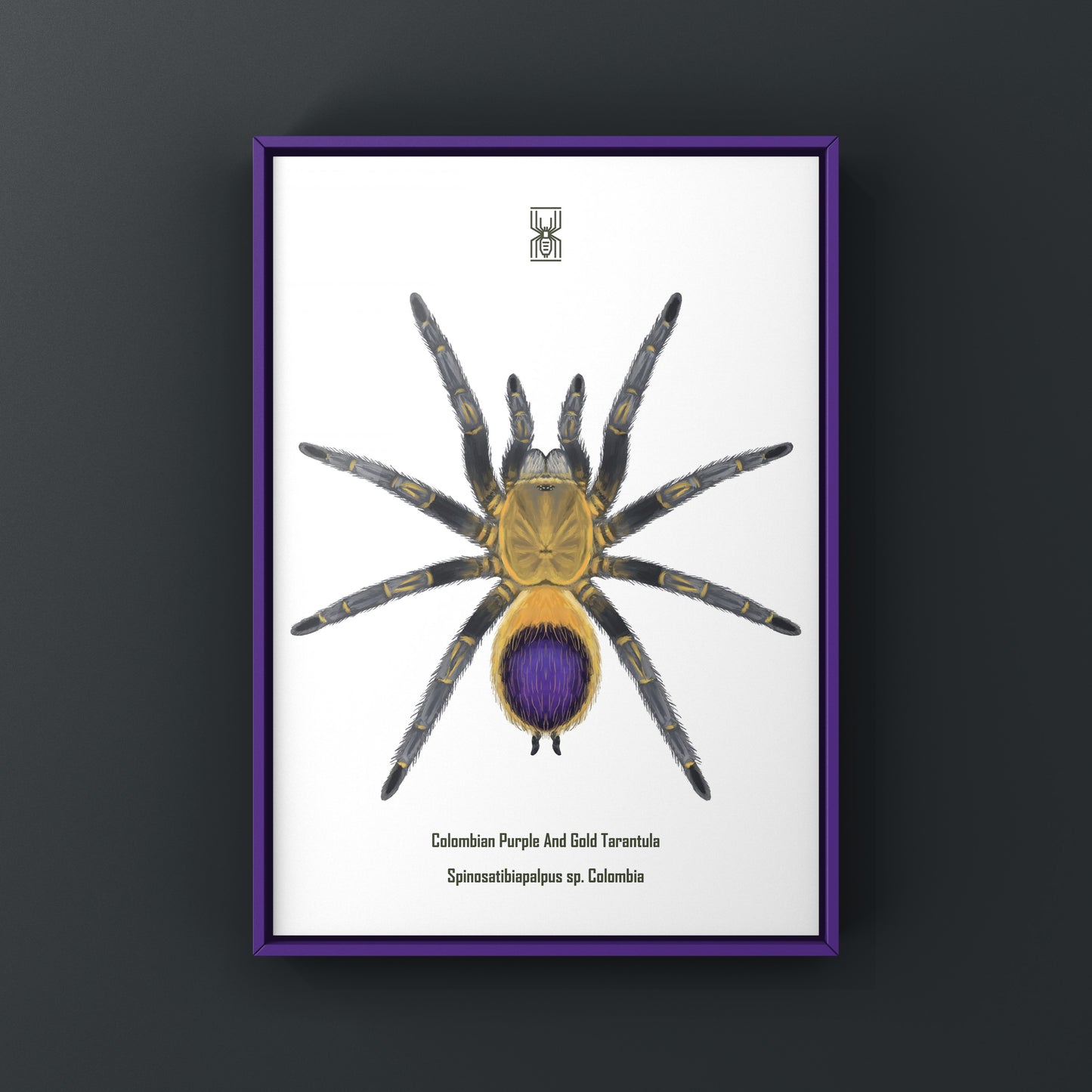 Colombian purple and gold tarantula art print featuring Spinosatibiapalpus sp. from Colombia, displayed on a white background.