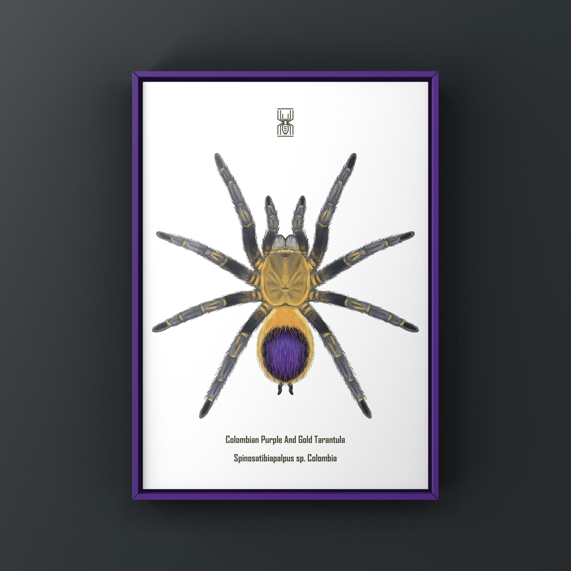 Colombian purple and gold tarantula art print featuring Spinosatibiapalpus sp. from Colombia, displayed on a white background.