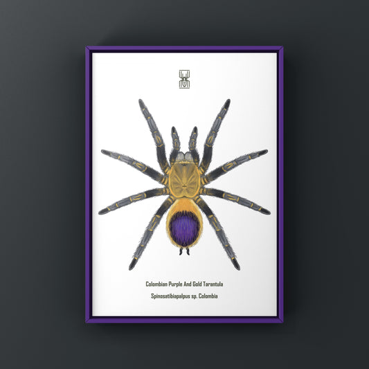 Colombian Purple And Gold Tarantula Art Print (Spinosatibiapalpus sp. Colombia) from The Silk Ranch