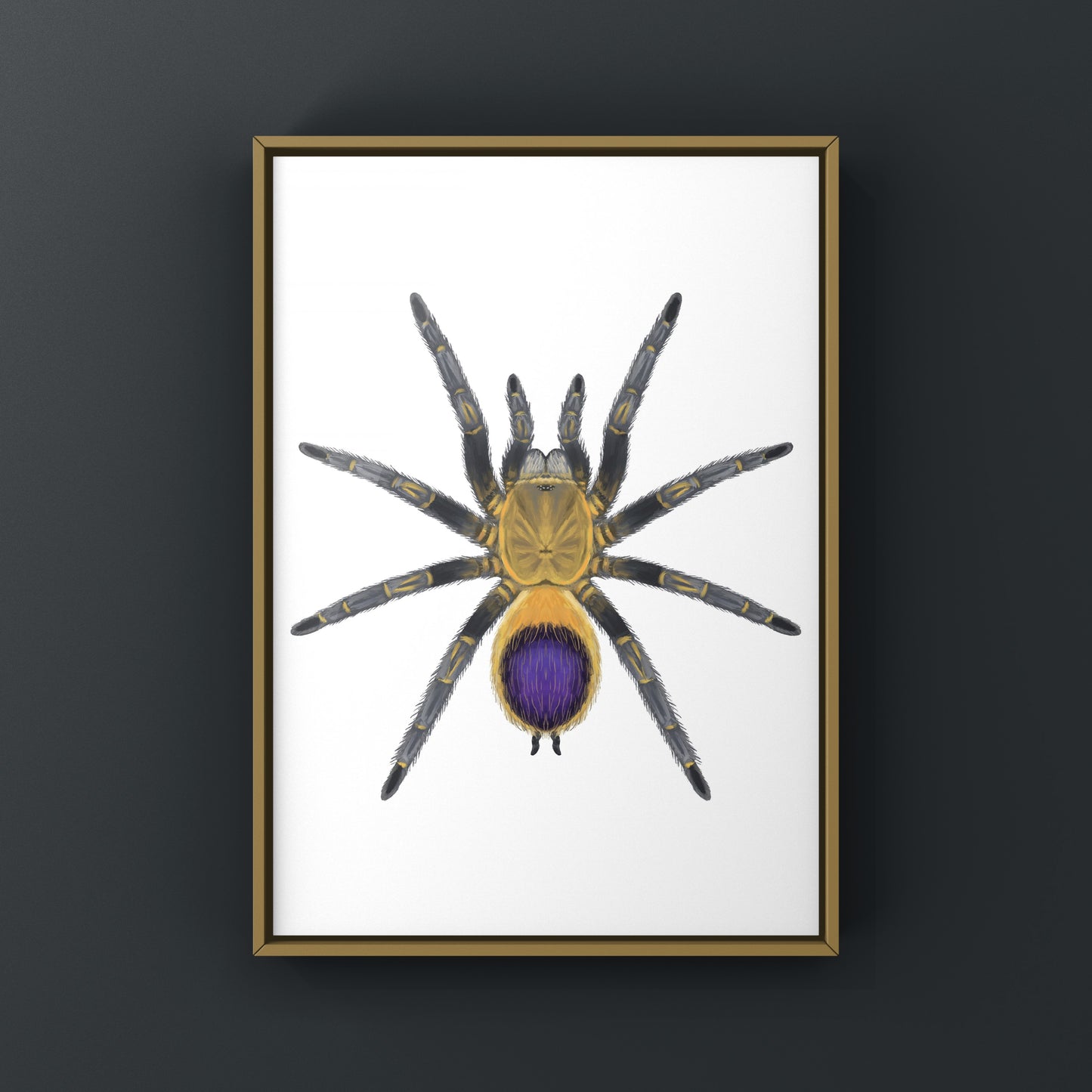 Colombian purple and gold tarantula art print featuring Spinosatibiapalpus species, displayed on white background.