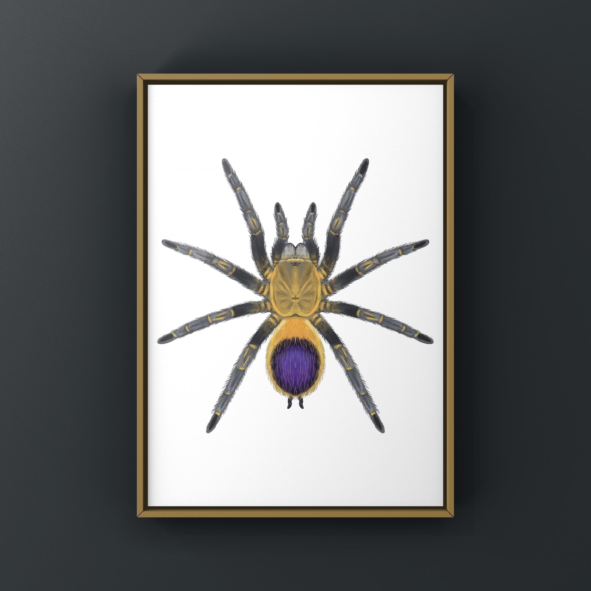 Colombian purple and gold tarantula art print featuring Spinosatibiapalpus species, displayed on white background.