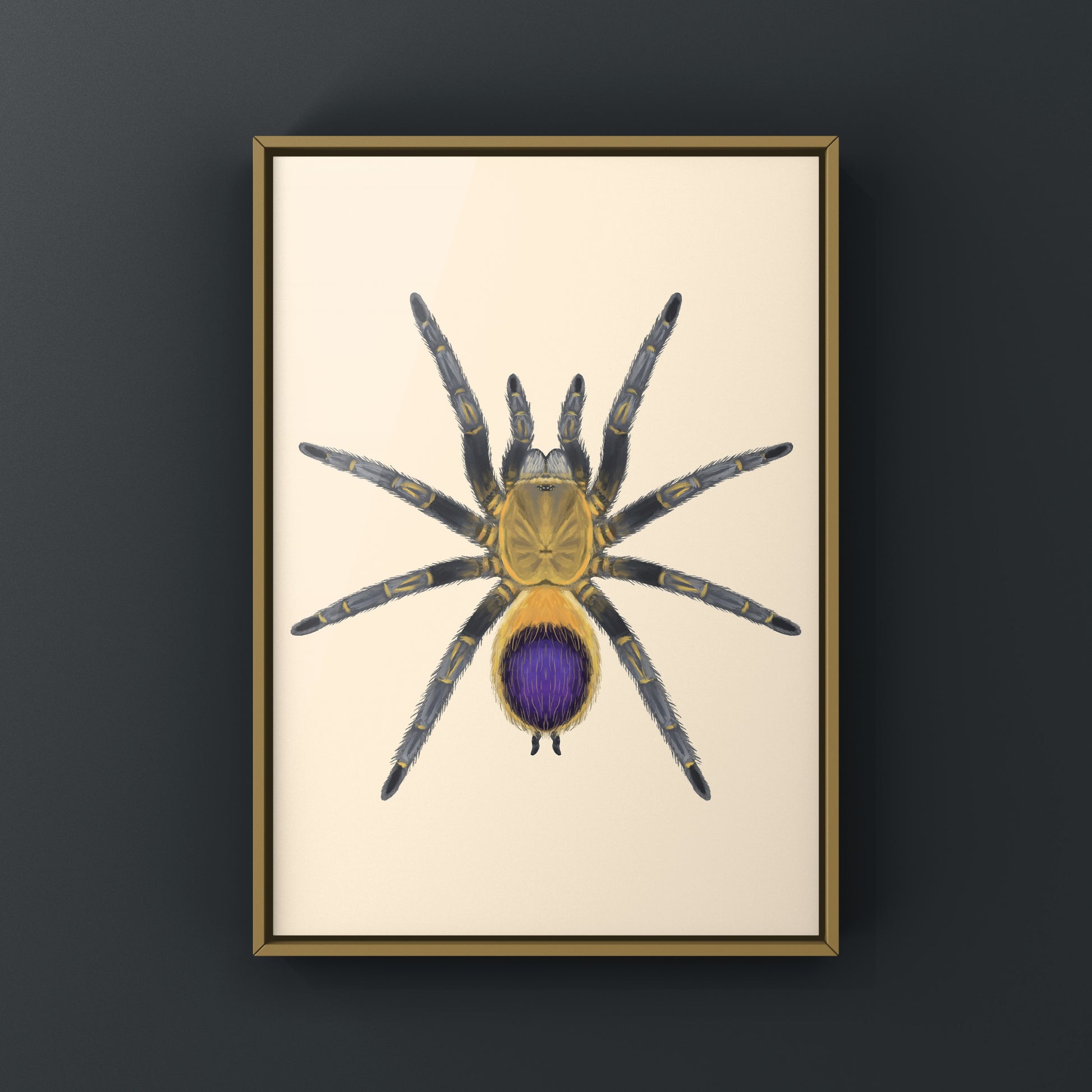 Colombian purple and gold tarantula art print featuring Spinosatibiapalpus species, created by The Silk Ranch.