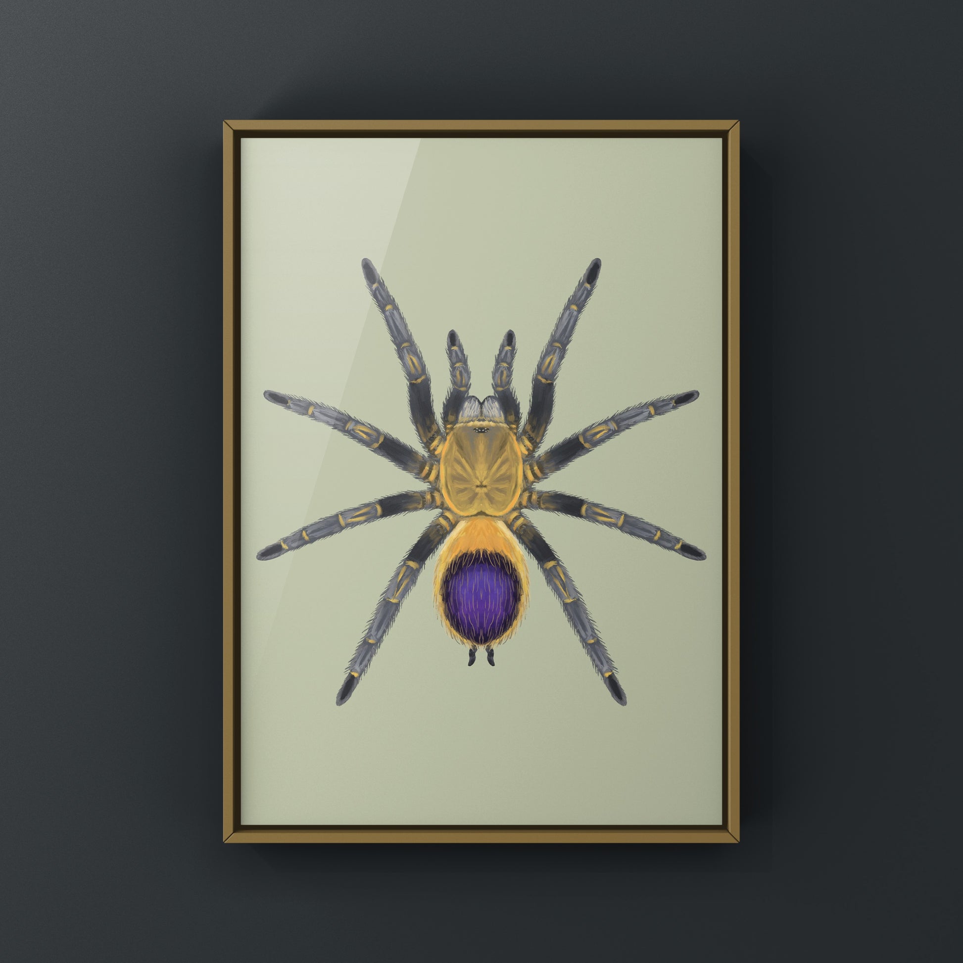 Colombian purple and gold tarantula art print featuring Spinosatibiapalpus sp. from Colombia, displayed in a natural setting.