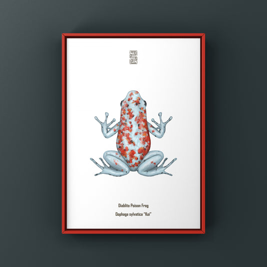 Diablito Poison Frog Art Print (Oophaga sylvatica "Koi") from The Silk Ranch
