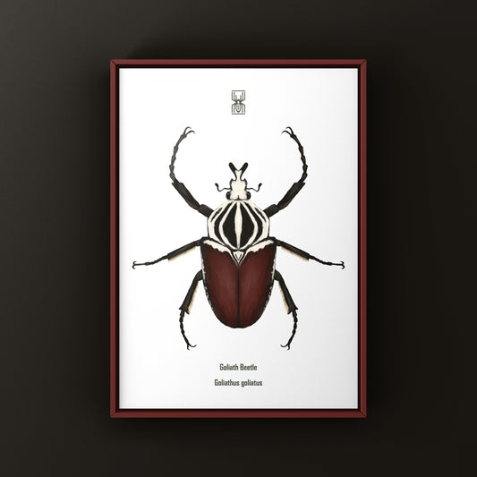 Goliath Beetle Art Print (Goliathus goliatus) from The Silk Ranch