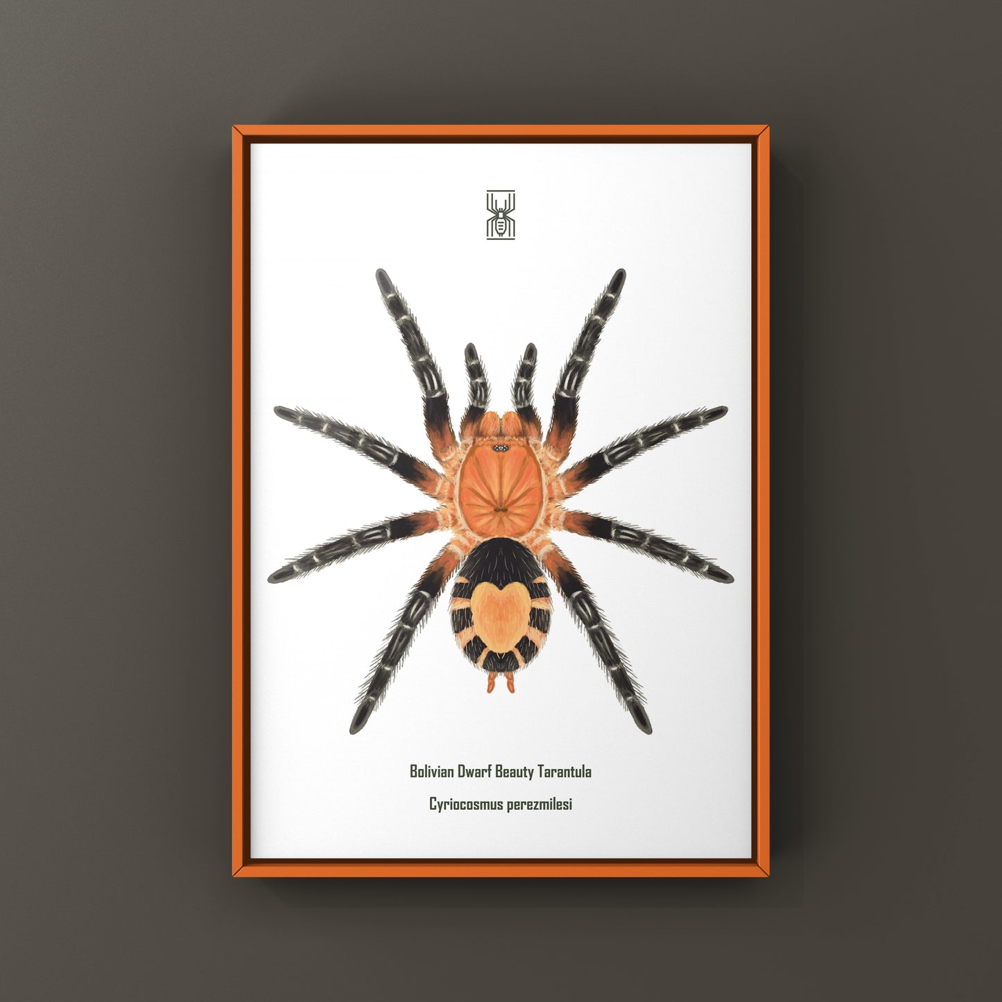Bolivian Dwarf Beauty Tarantula art print featuring Cyriocosmus perezmilesi by The Silk Ranch, showcasing detailed arachnid illustration.