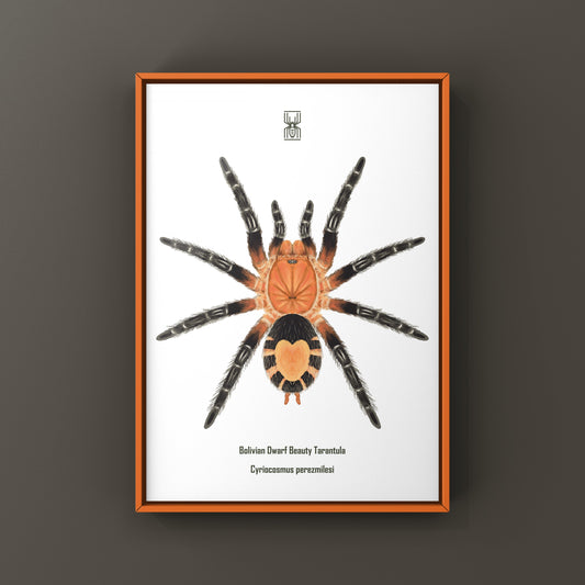 Bolivian Dwarf Beauty Tarantula Art Print (Cyriocosmus perezmilesi) from The Silk Ranch