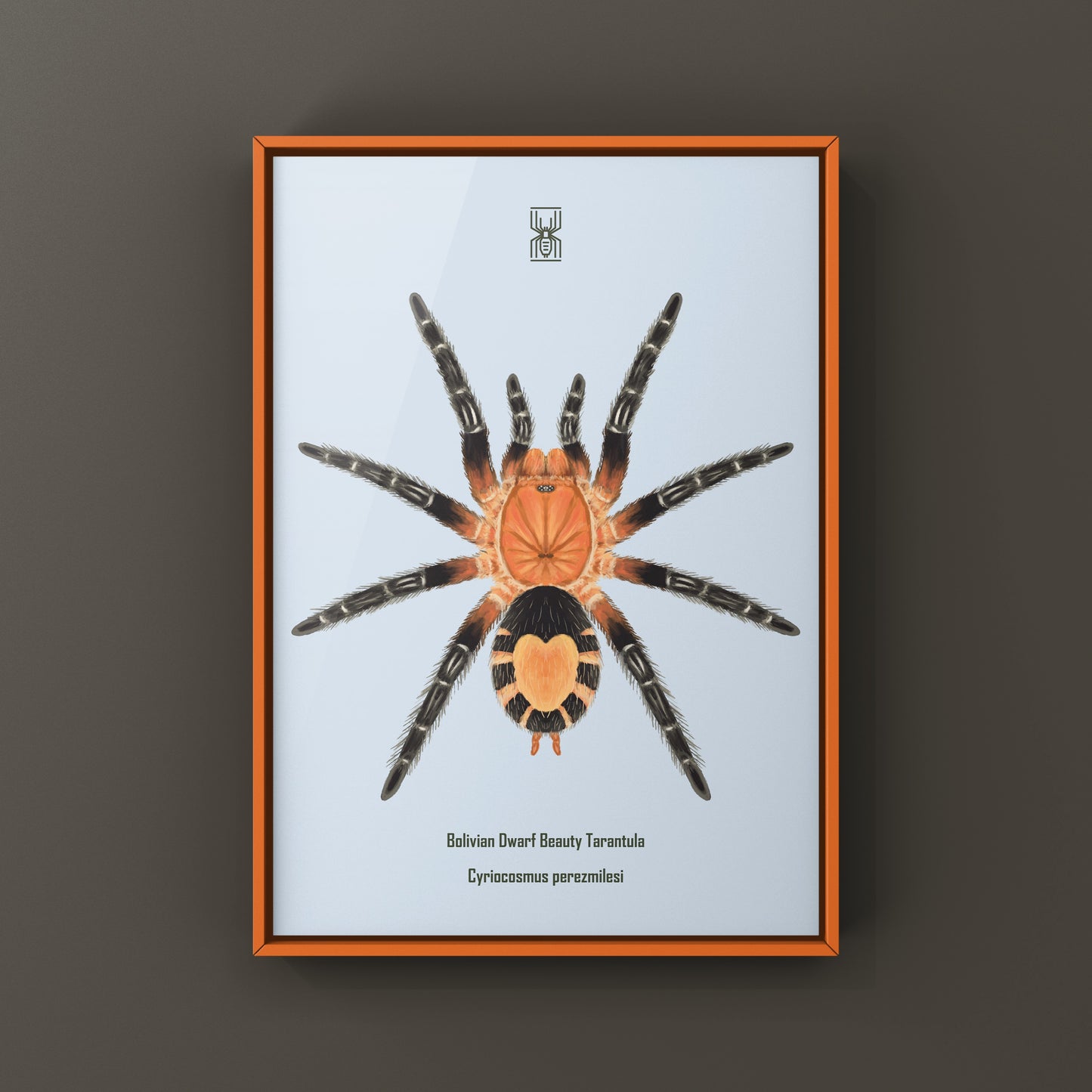 Bolivian Dwarf Beauty Tarantula art print by The Silk Ranch showcasing detailed illustration of Cyriocosmus perezmilesi.