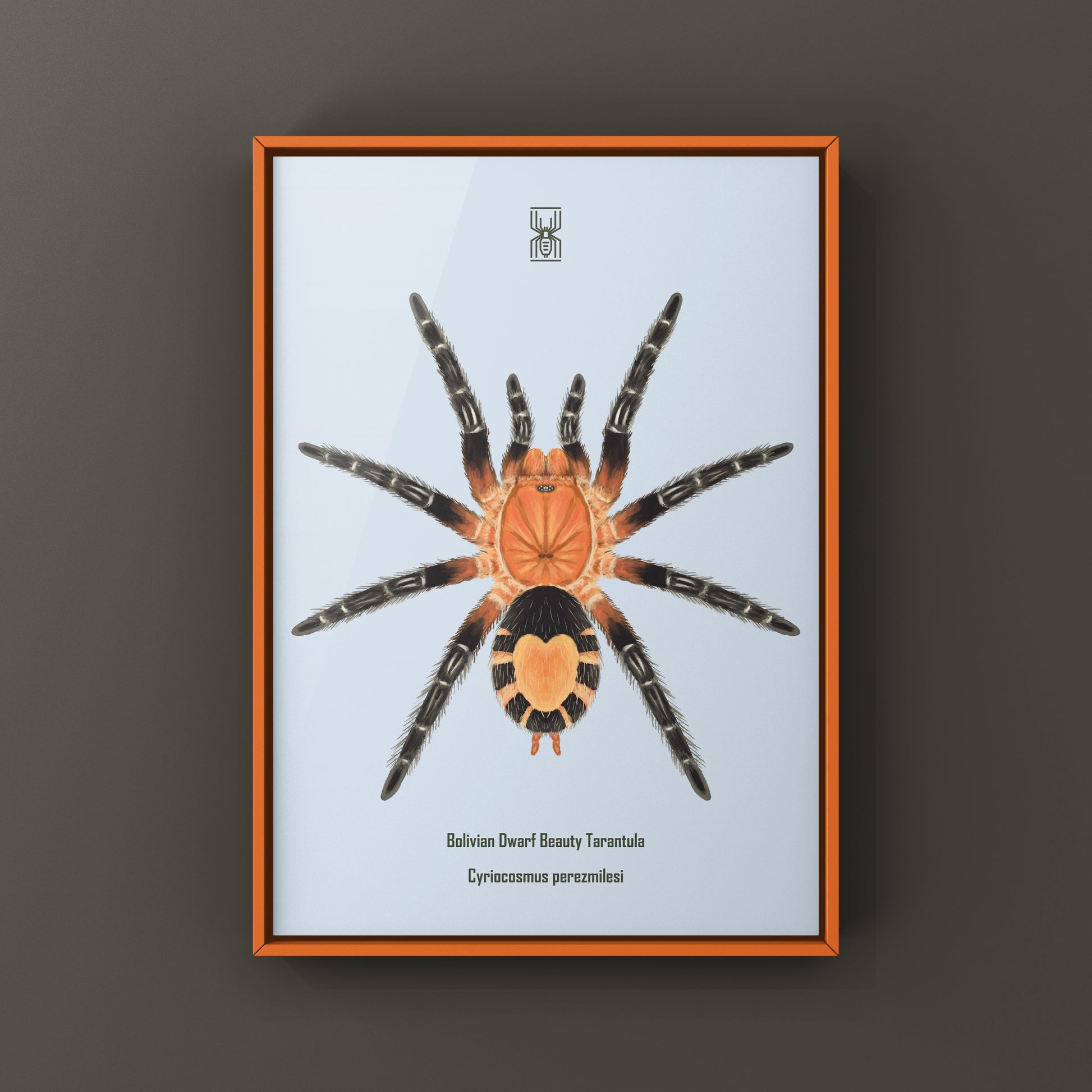 Bolivian Dwarf Beauty Tarantula art print by The Silk Ranch showcasing detailed illustration of Cyriocosmus perezmilesi.