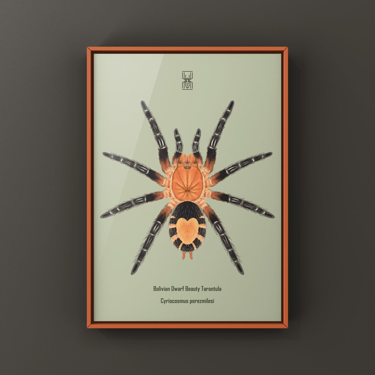 Bolivian Dwarf Beauty Tarantula art print by The Silk Ranch, featuring detailed illustration of Cyriocosmus perezmilesi.